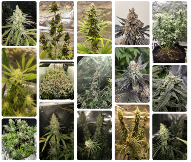 More of the many Various Blueberry Strains