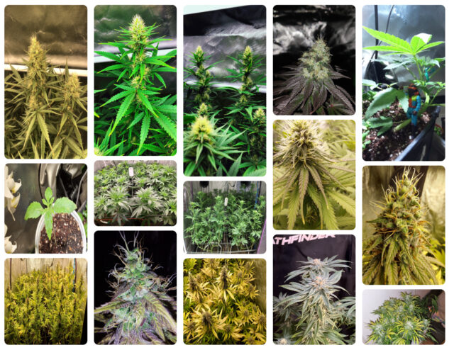 Various Blueberry Strains