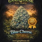 Blue Cheese cannabis strain