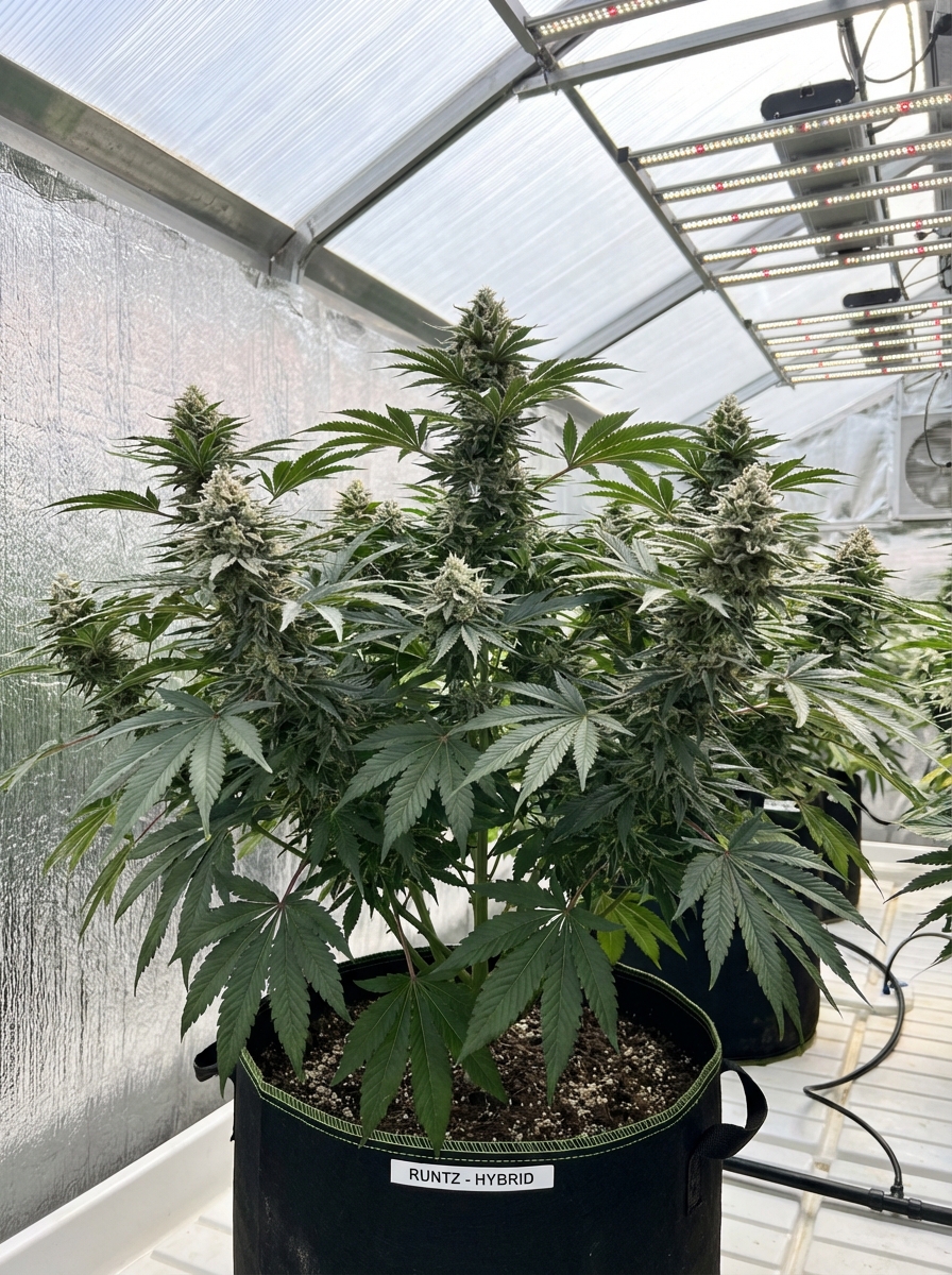 Cultivation
