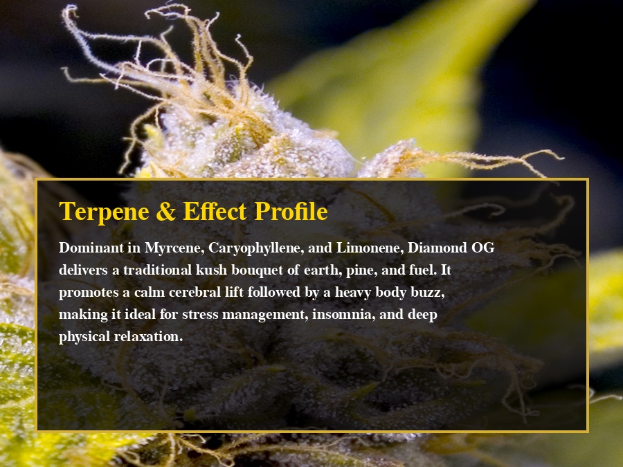 Diamond OG Terpene & Effect Profile Infographic