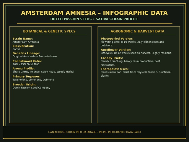 Amsterdam Amnesia Infographic Card