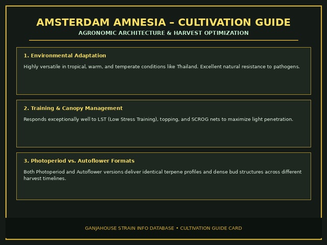 Amsterdam Amnesia Cultivation Card