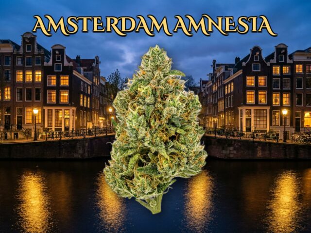 Amsterdam Amnesia Sativa - Ganja House Koh Lanta