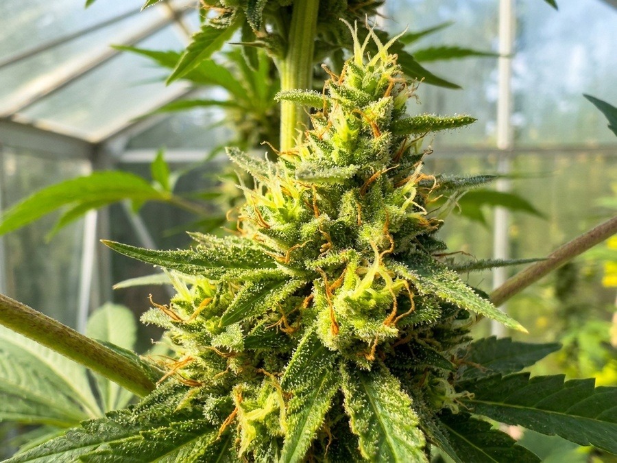 Amsterdam Amnesia Parent Lineage Macro