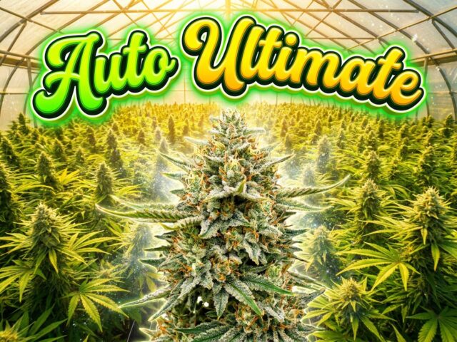 Auto Ultimate Heavy Yield Autoflower Featured Banner