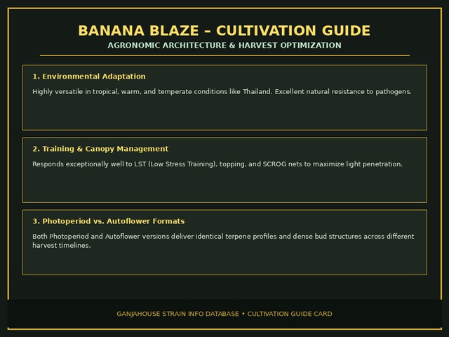 Banana Blaze Cultivation Card