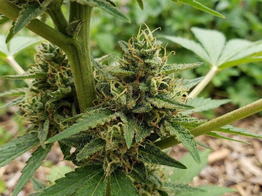 Banana Blaze Sativa Bud Close-up Photograph