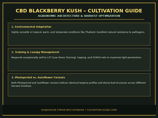 CBD Blackberry Kush Cultivation Card