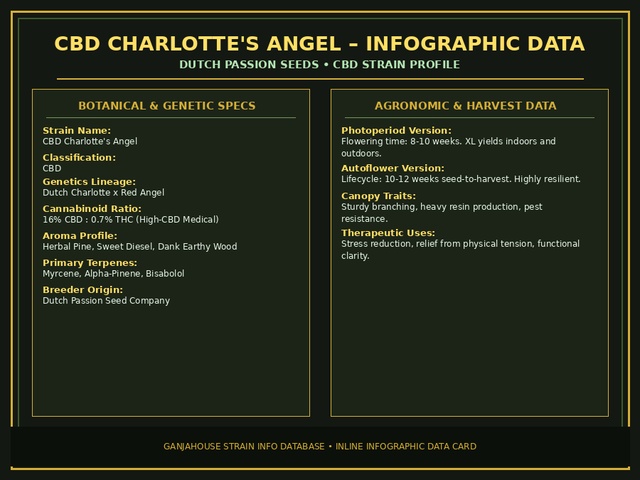 CBD Charlotte's Angel Infographic Card