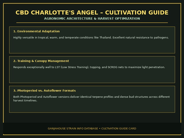 CBD Charlotte's Angel Cultivation Card
