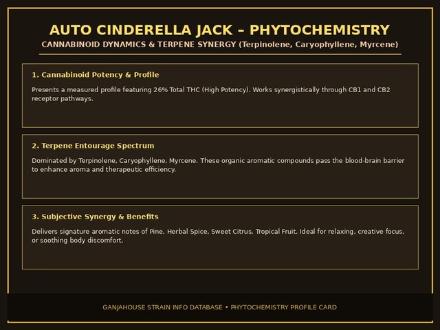 Auto Cinderella Jack