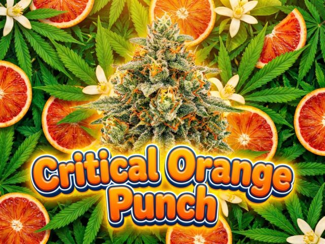 Critical Orange Punch Featured Banner