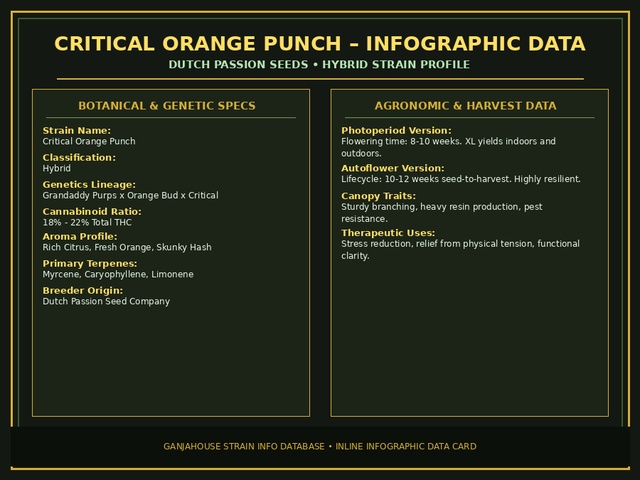 Critical Orange Punch Infographic Card