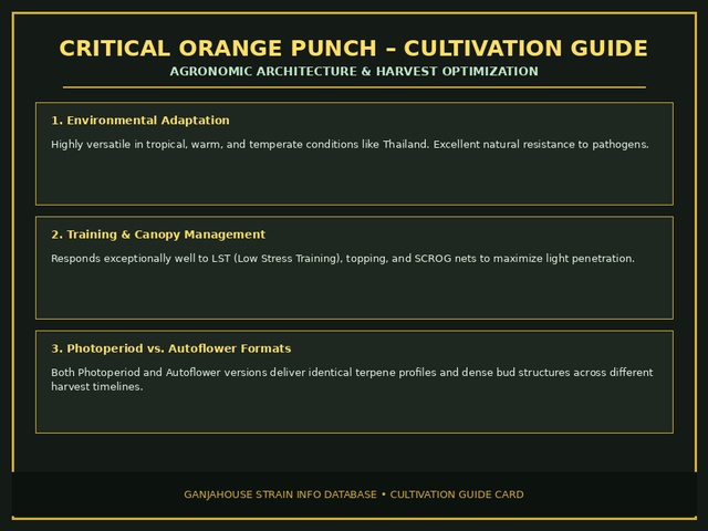 Critical Orange Punch Cultivation Card