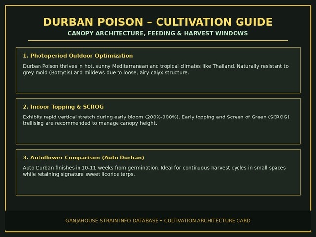 Durban Poison Cultivation & Terpene Profile