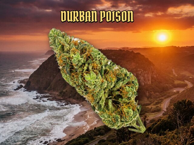 Durban Poison