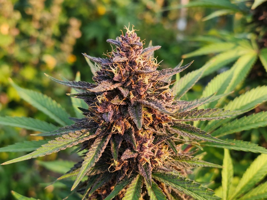Frisian Dew