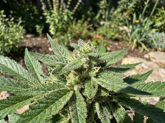 Glueberry OG Raw Outdoor Botanical Macro Photograph