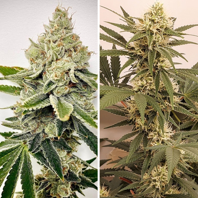 HiFi 4G Flowering Branch HiFi 4G Flowering Branch and Resin Glands