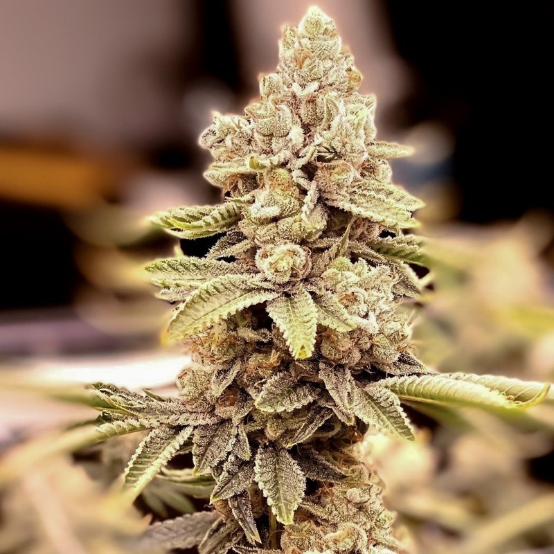 Meringue Indoor Cultivation Canopy Photo