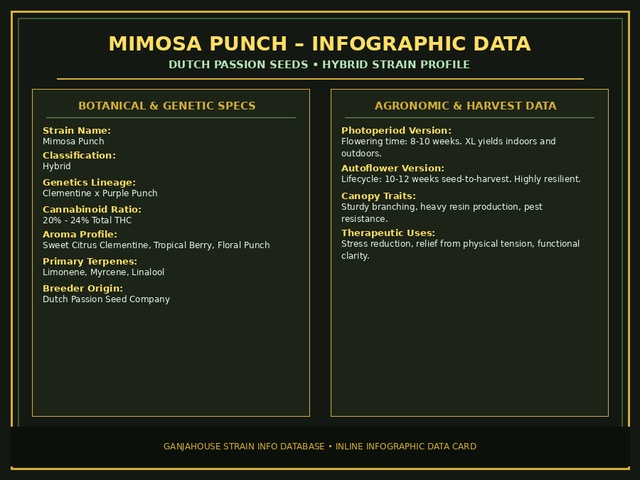 Mimosa Punch Infographic Card