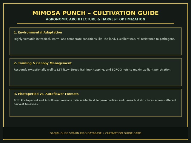Mimosa Punch Cultivation Card