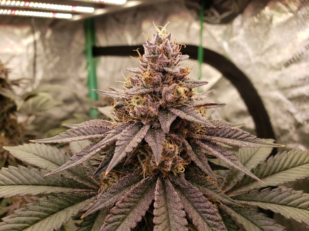 Mimosa Punch Flowering Canopy Resinous Cola Macro