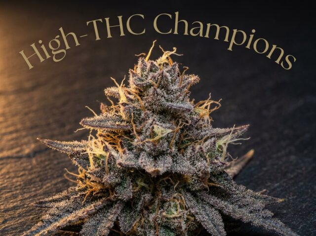 Strongest High THC Cannabis Strains in Thailand