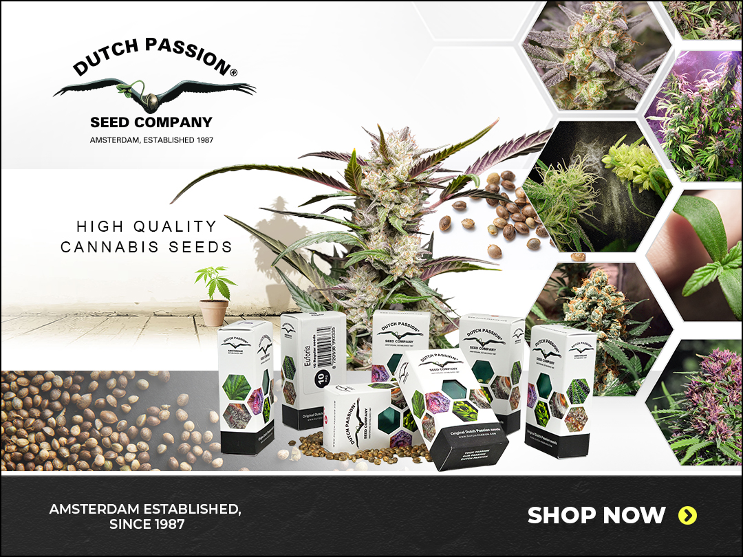 Dutch Passion Cannabis Seeds Thailand Official Resellers