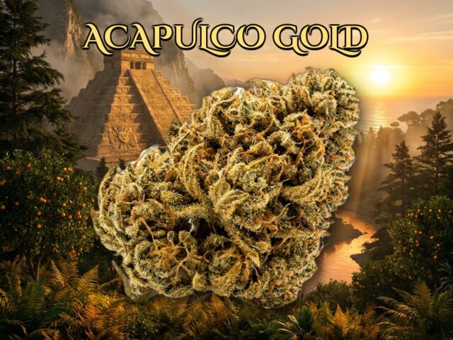 Acapulco Gold
