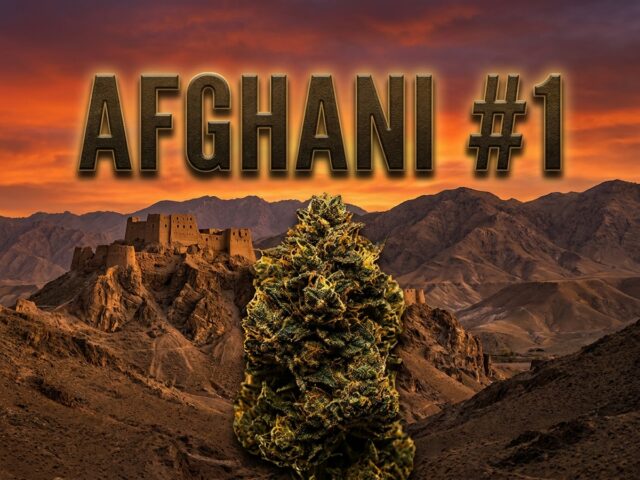 Afghani #1 Featured Hero Banner