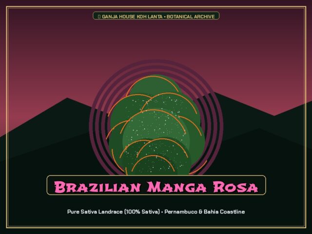 Brazilian Manga Rosa