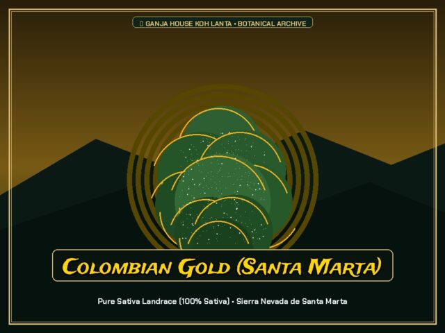 Colombian Gold (Santa Marta)
