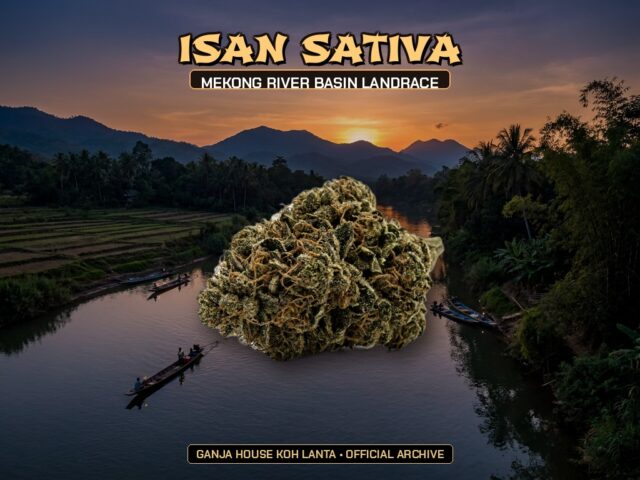 Isan Sativa Landrace