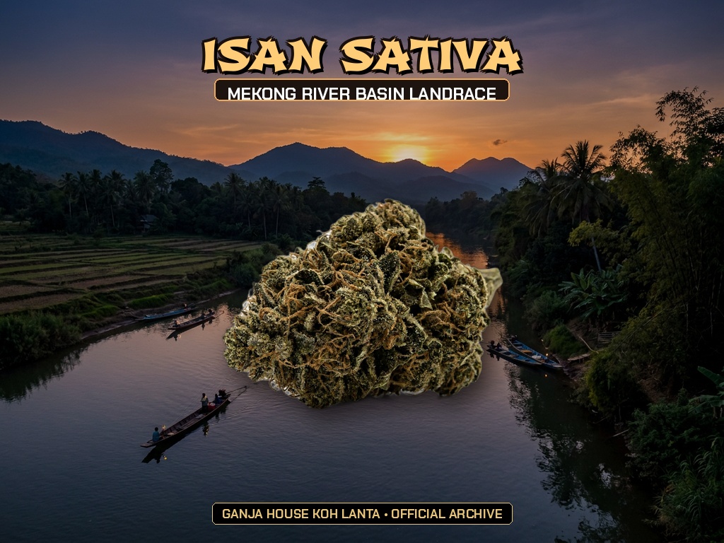 Isan Sativa Landrace