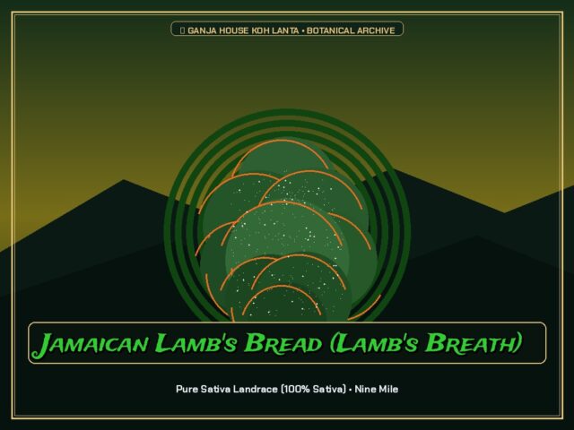 Jamaican Lamb's Bread (Lamb's Breath)