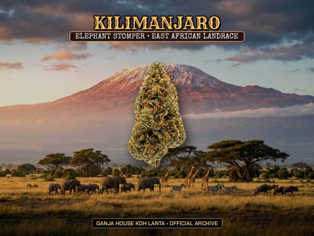 Kilimanjaro (Elephant Stomper)