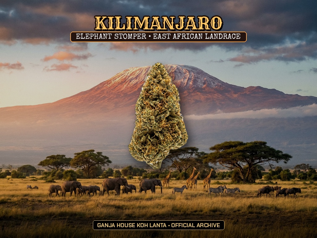 Kilimanjaro (Elephant Stomper)