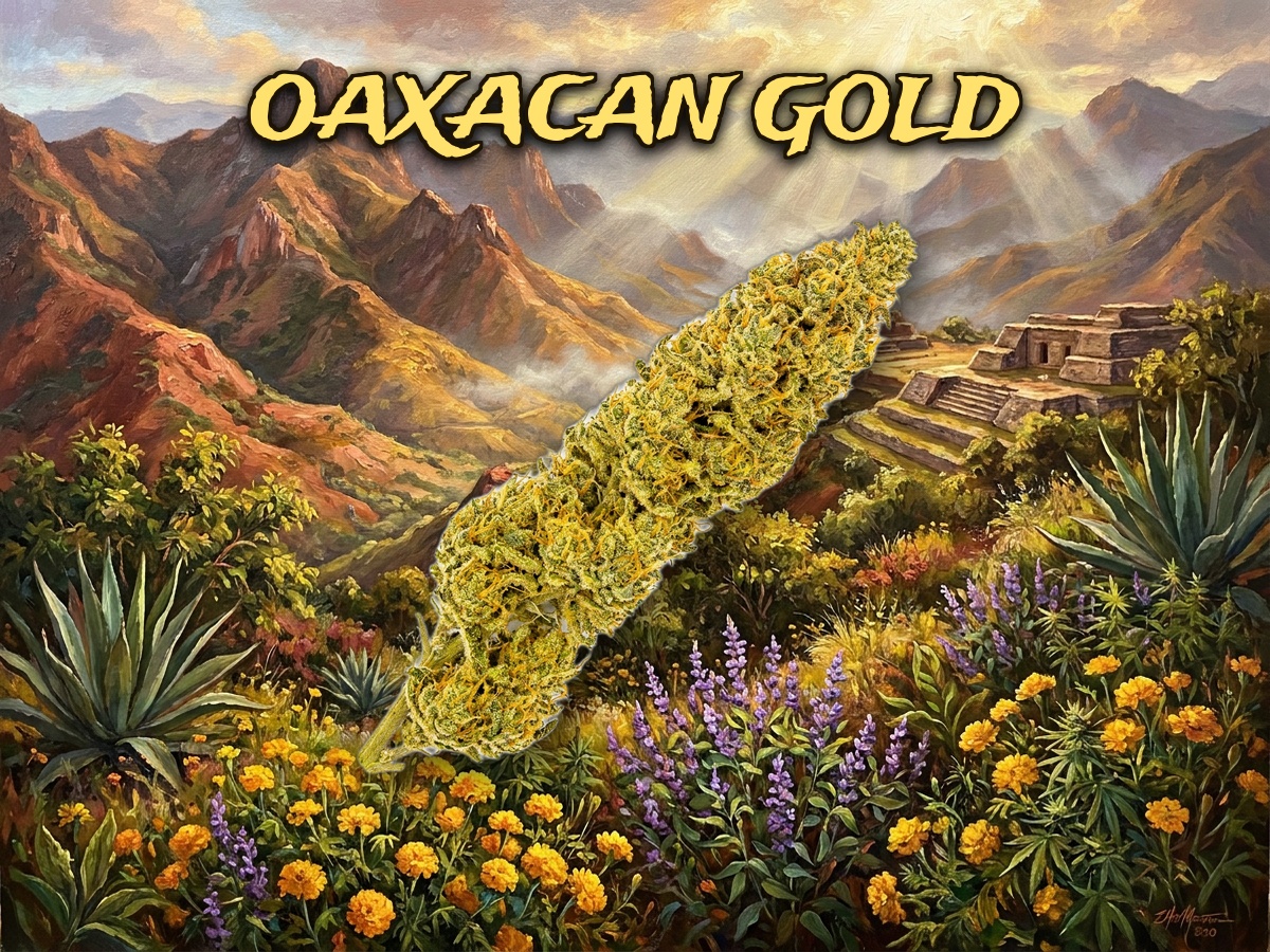 Oaxacan Gold