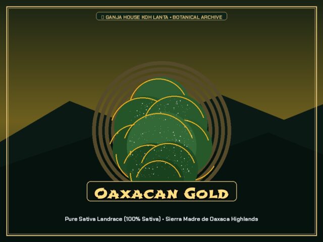 Oaxacan Gold