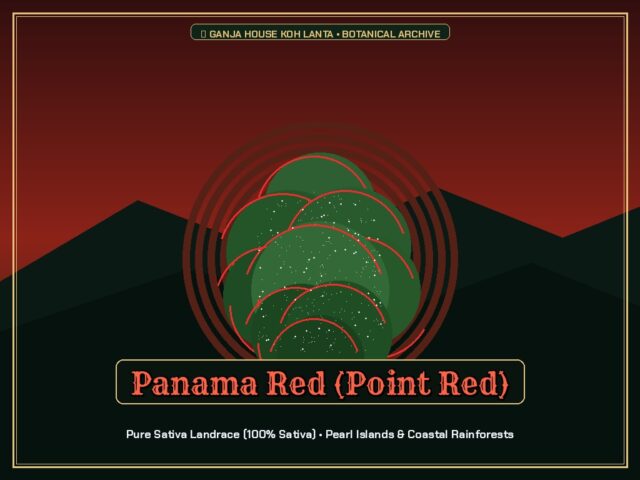 Panama Red (Point Red)