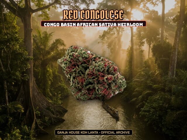 Red Congolese