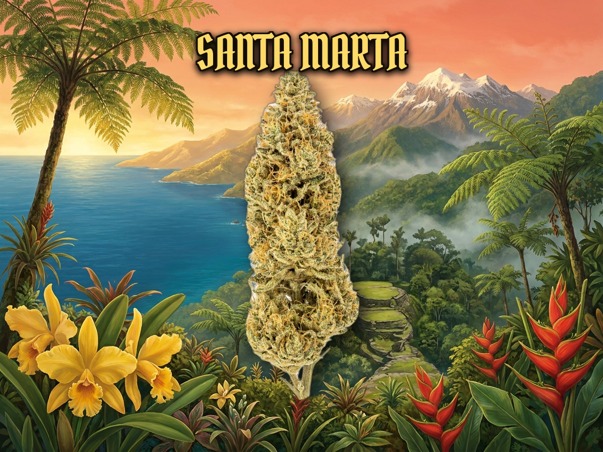 Santa Marta Colombian Sativa