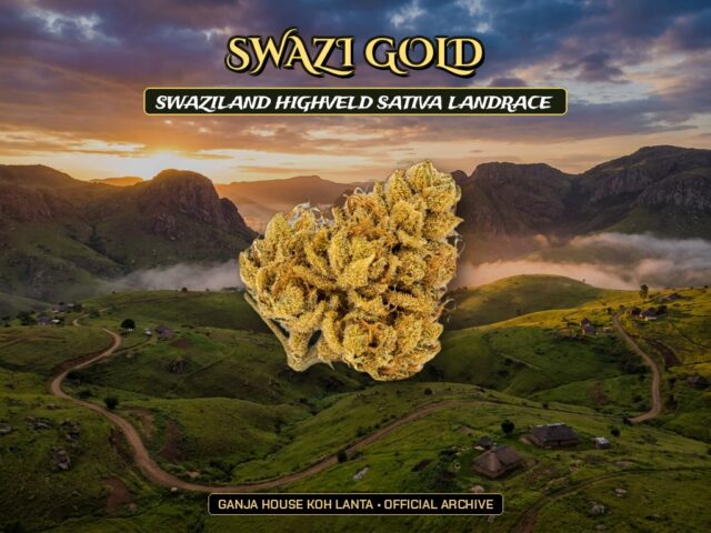 Swazi Gold