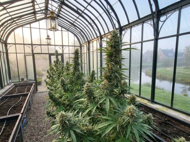 High-definition botanical canopy photography of Cannabis sativa Chocolope flourishing in a glasshouse conservatory