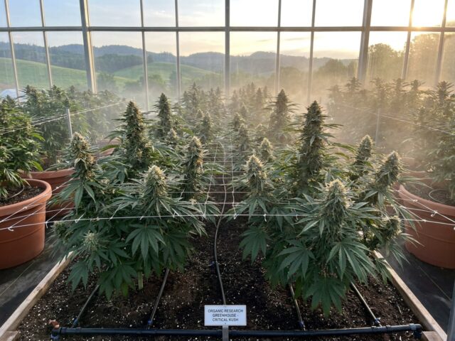 Critical Kush Botanical Cultivation Banner