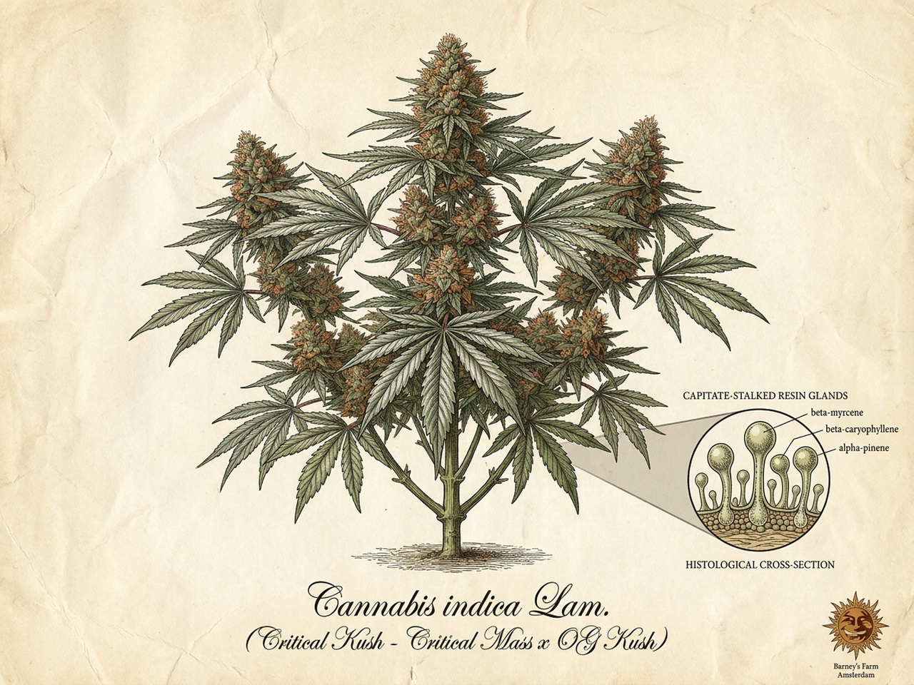 Critical Kush Scientific Botanical Engraving