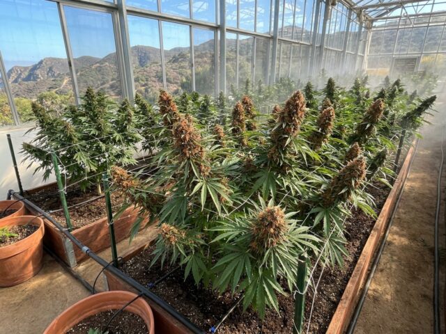 Fire OG Botanical Canopy Banner