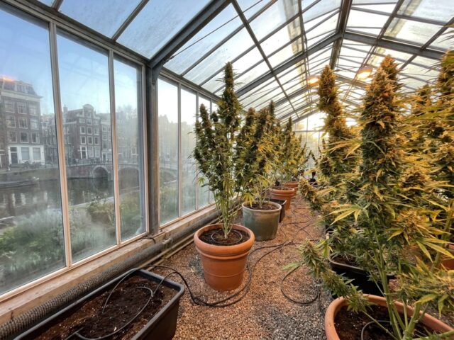 Freddy's Best Botanical Greenhouse Banner